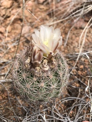 Echinomastus intertextus