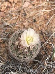 Echinomastus intertextus