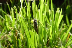 Pterygota