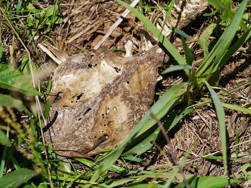 Ictaluridae