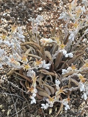 Dudleya abramsii