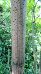 Smallanthus pyramidalis