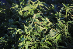 Commelina diffusa diffusa