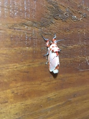 Trosia nigropunctigera