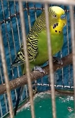 Melopsittacus