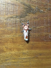 Trosia nigropunctigera