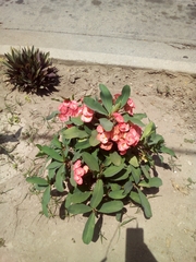 Euphorbia milii