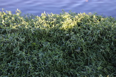 Commelina diffusa diffusa