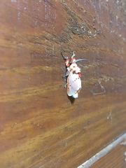 Trosia nigropunctigera