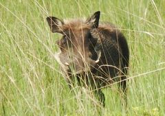 Phacochoerus africanus