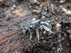 Lasioglossum coeruleum