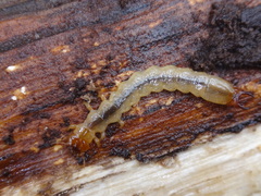 Dendroides