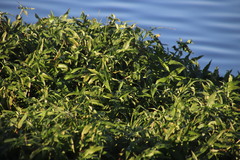 Commelina diffusa diffusa