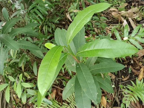 Image of Quassia indica by (c) renjus box, some rights reserved (CC BY)