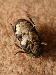 Dermestes