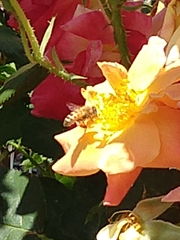 Apis mellifera