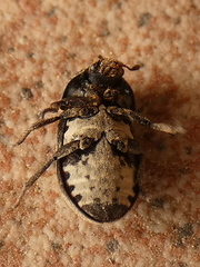 Dermestes