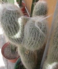 Cephalocereus senilis
