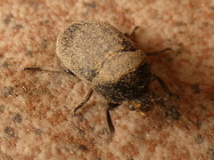 Dermestes