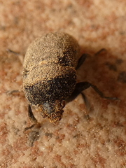 Dermestes