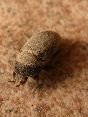 Dermestes