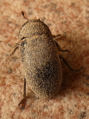 Dermestes
