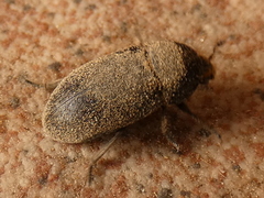 Dermestes
