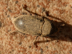 Dermestes