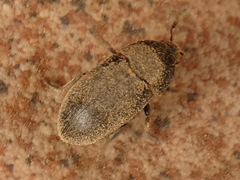 Dermestes