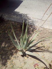 Aloe vera