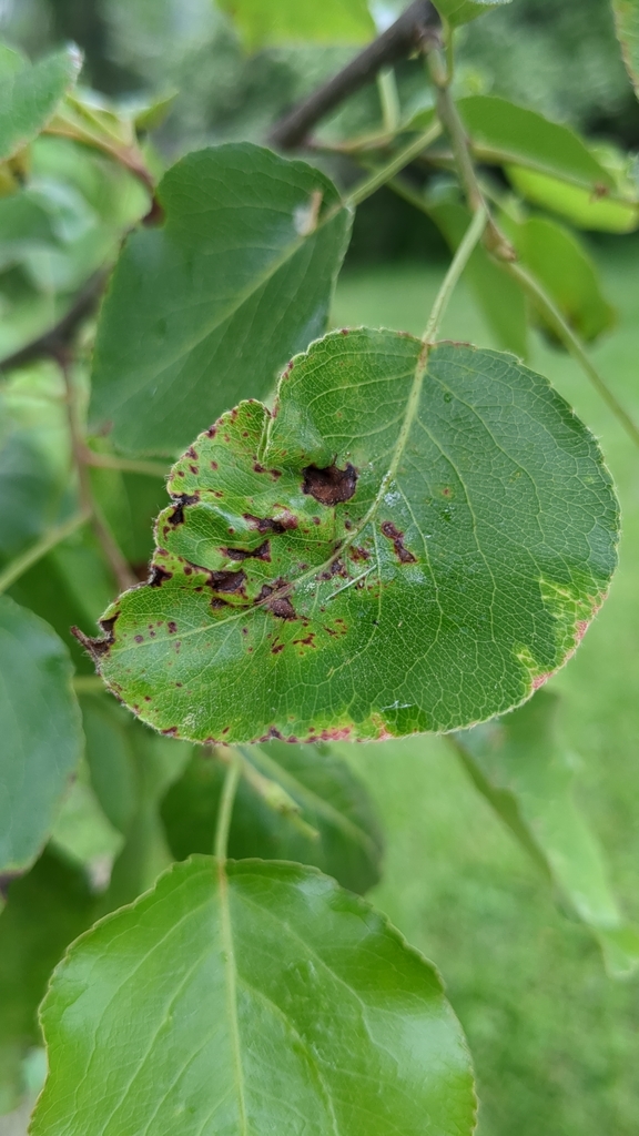 Entomosporium thuemenii
