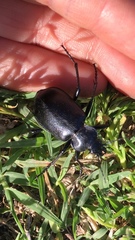 Carabina