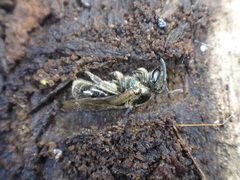 Lasioglossum coeruleum