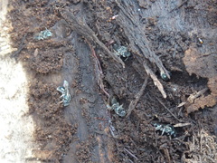 Lasioglossum coeruleum