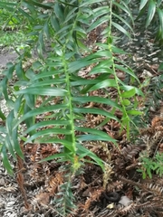 Araucaria bidwillii