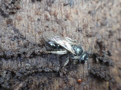 Lasioglossum coeruleum