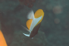 Hemitaurichthys polylepis