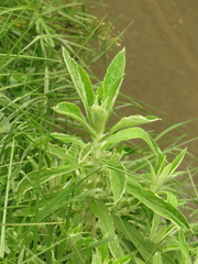 Pseudognaphalium elegans