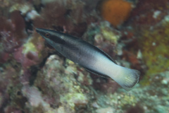 Labroides bicolor