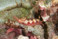Hypselodoris maculosa