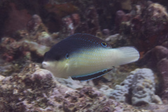 Anampses neoguinaicus