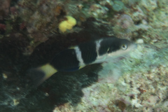 Thalassoma nigrofasciatum