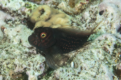 Red-streaked blenny (Cirripectes stigmaticus) — Blenniidae — 3