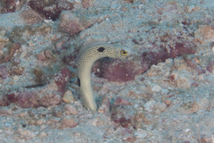 Heteroconger hassi