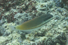 Stethojulis trilineata