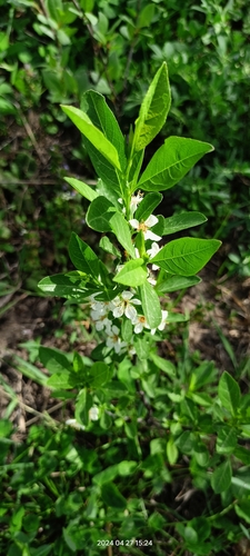 sandcherry (Prunus pumila)