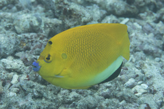 Apolemichthys trimaculatus