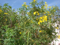 Tecoma stans