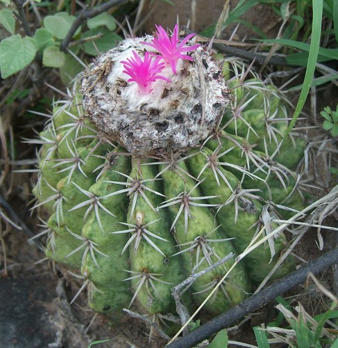 Melocactus curvispinus ssp. curvispinus