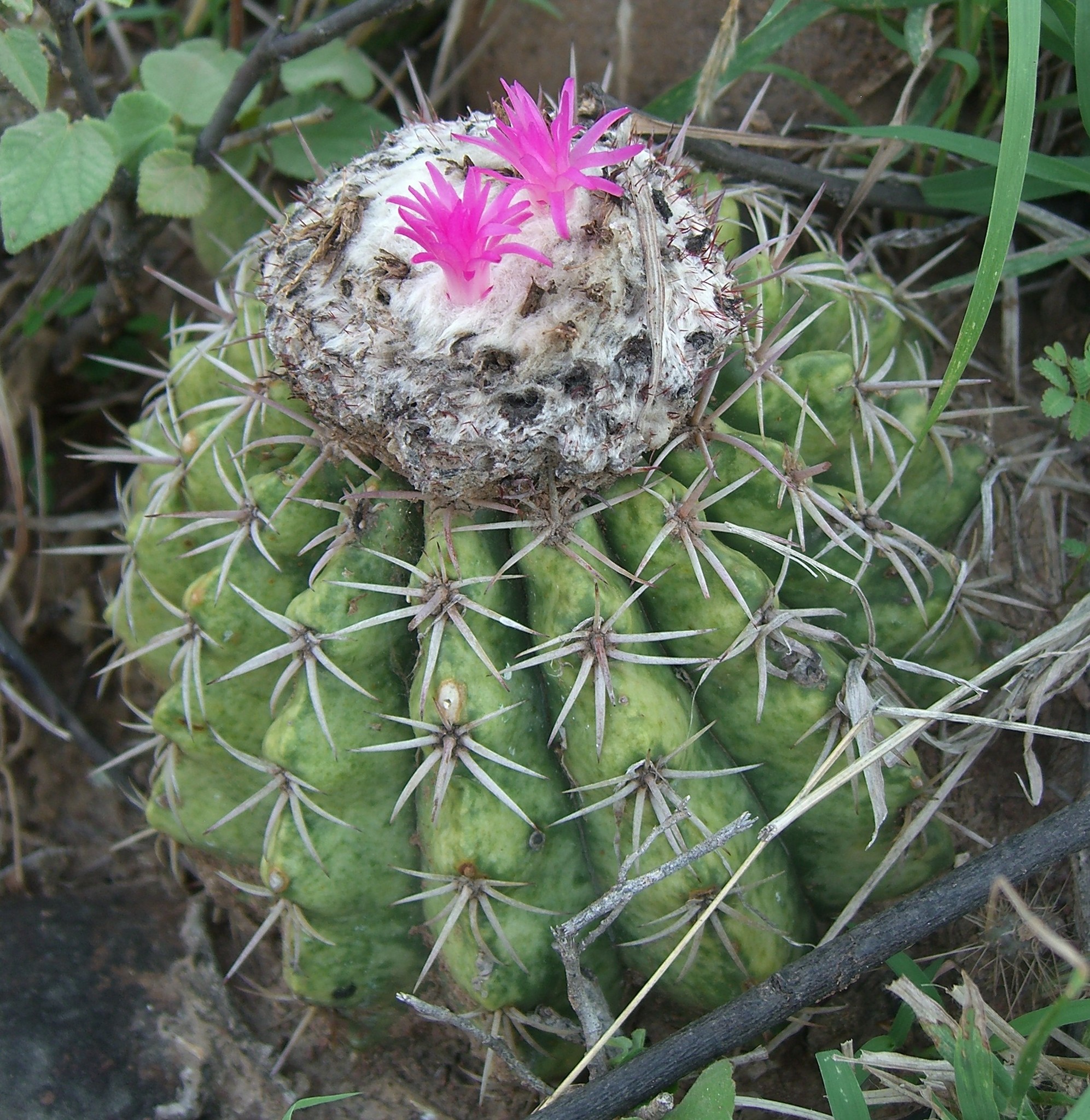 Melocactus curvispinus ssp. curvispinus